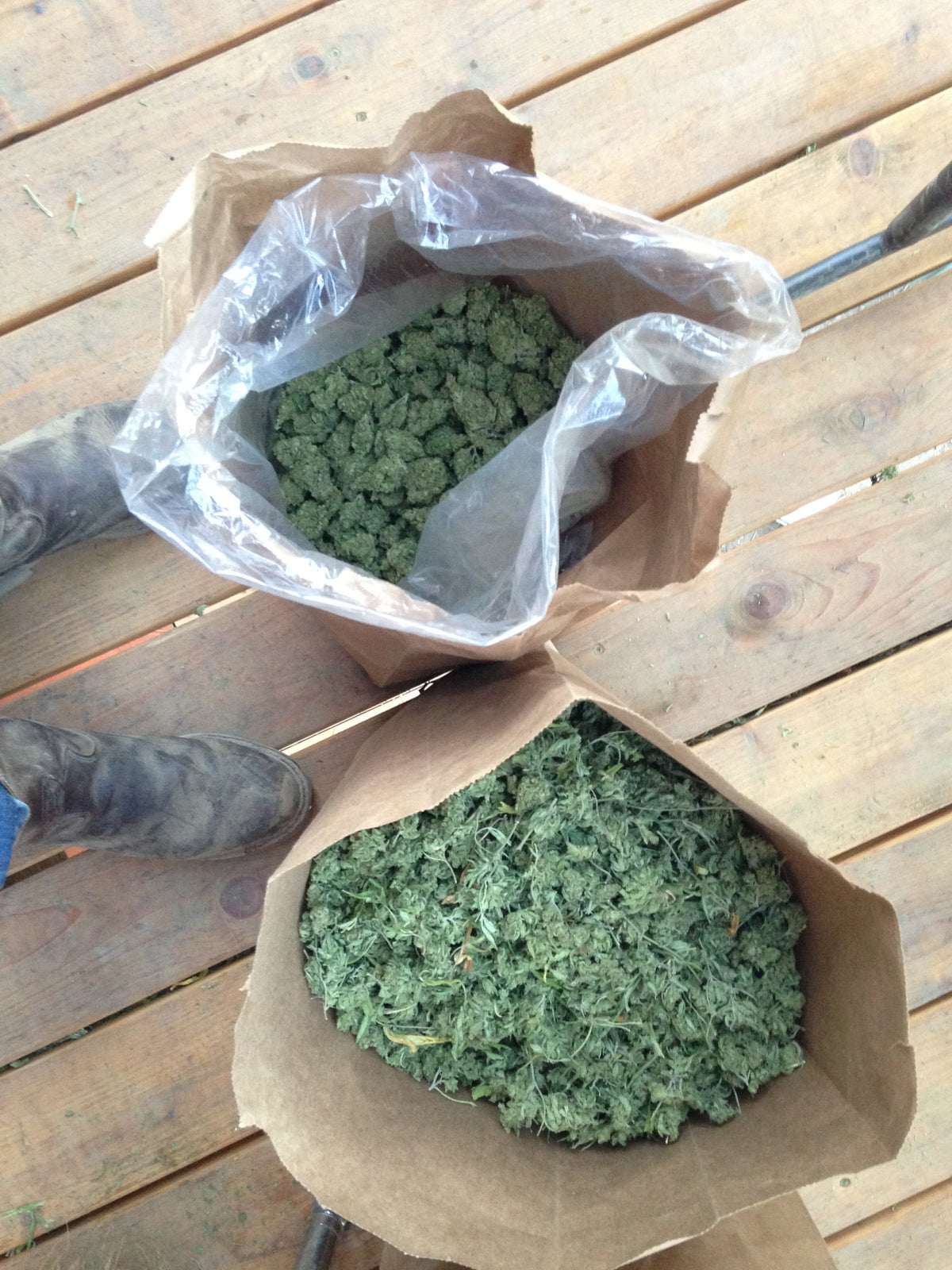 Sour Diesel Trimmer Bags - A and B - Mad River, CA - 1994 - Photo by John Veit - Total Frame Size 7"x 9"