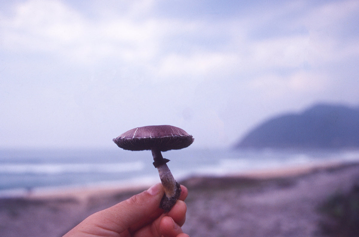 Mushroom from cow patch, Praia Silveira, 1997