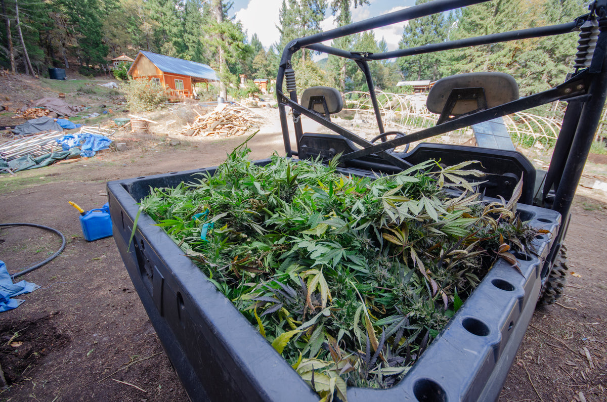 Mad River, CA Emerald Triangle Harvest - Photo by John Veit - 2014 - Total size with frame 27.75" X 21.75"