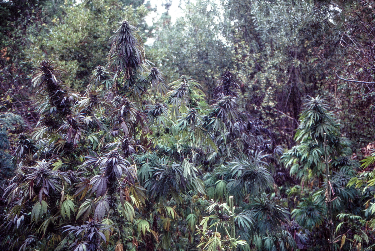 Emerald Triangle cannabis patch grown by B.E. Smith