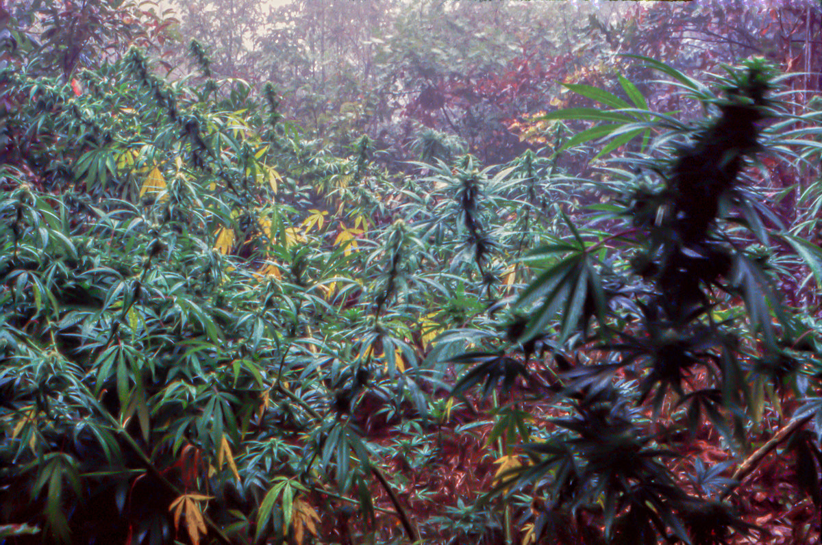 Captain Chronic's Secret Cannabis Patch - Asheville, NC- 1997 - Custom Framing Available