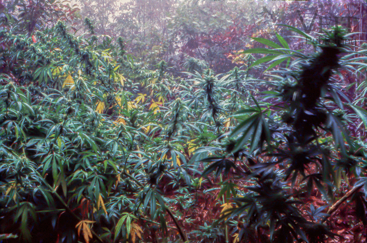 Captain Chronic's Secret Cannabis Patch - Asheville, NC- 1997 - Custom Framing Available
