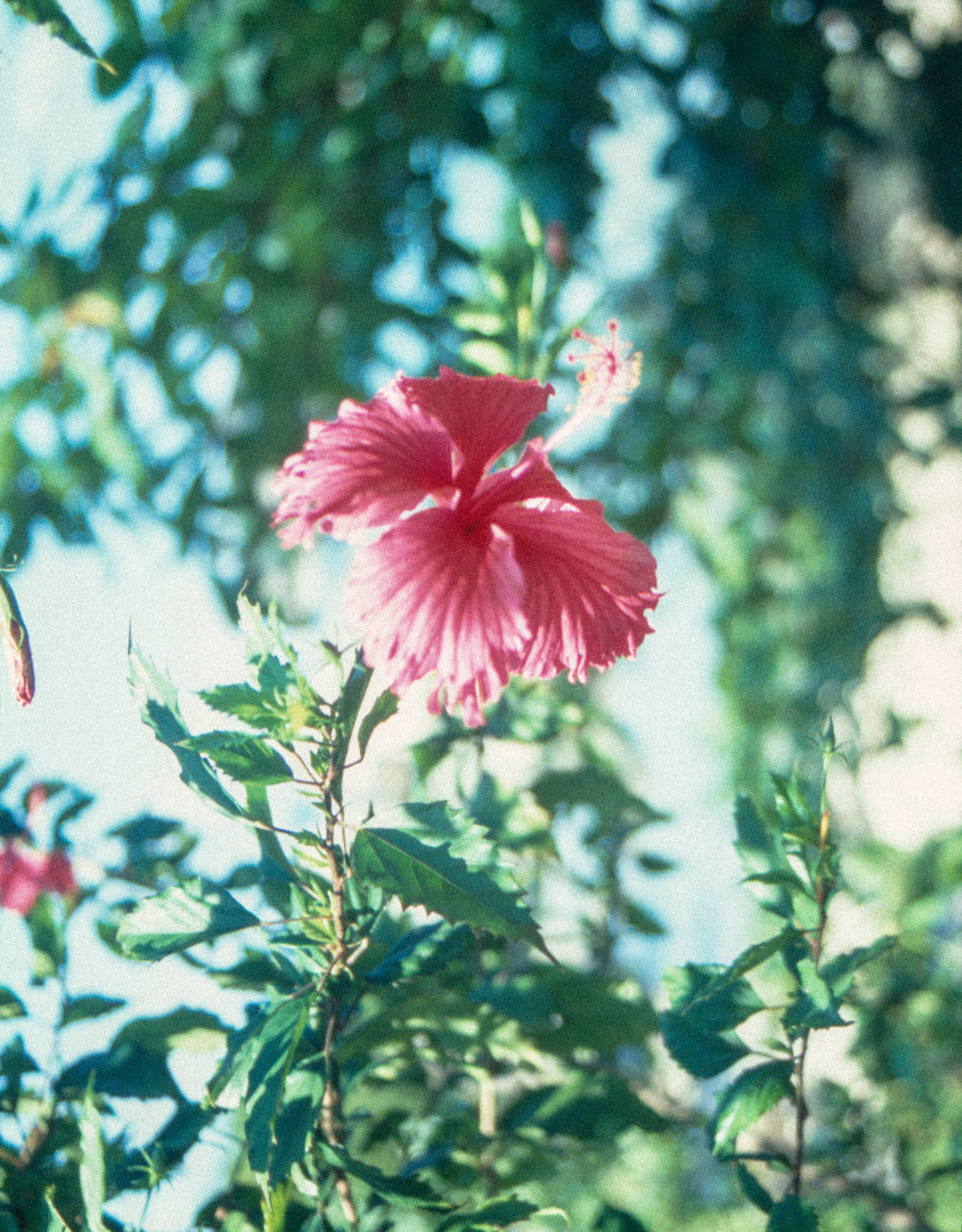 Hibiscus flower, Bangkok, Thailand. Photo by John Veit - 1997