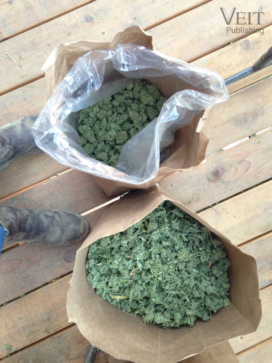 Sour Diesel Trimmer Bags - A and B - Mad River, CA - 1994 - Photo by John Veit - Total Frame Size 7"x 9"