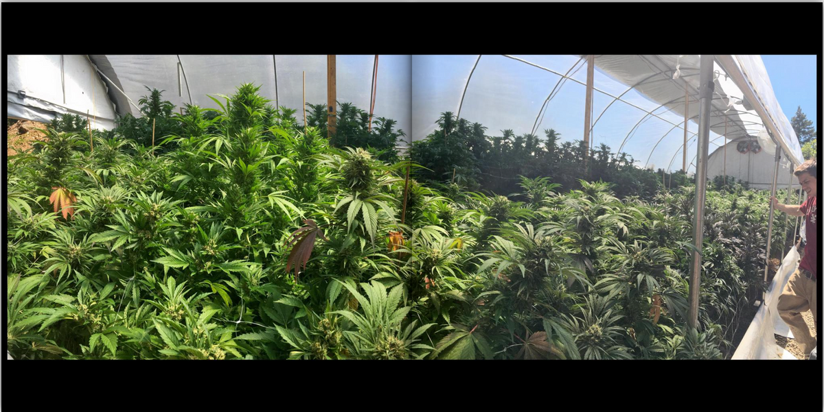 Pano Book 1